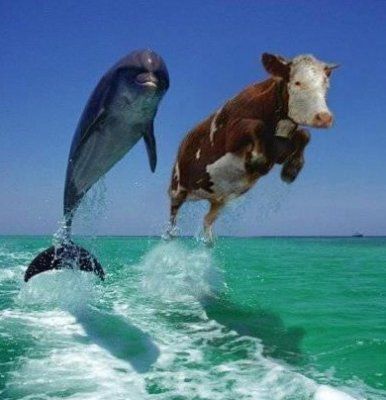 delfin.jpg