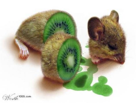 kiwi_hori.jpg